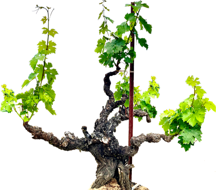 A head-trained old Zinfandel vine with a thick twisted trunk, spreading arms and new green canes