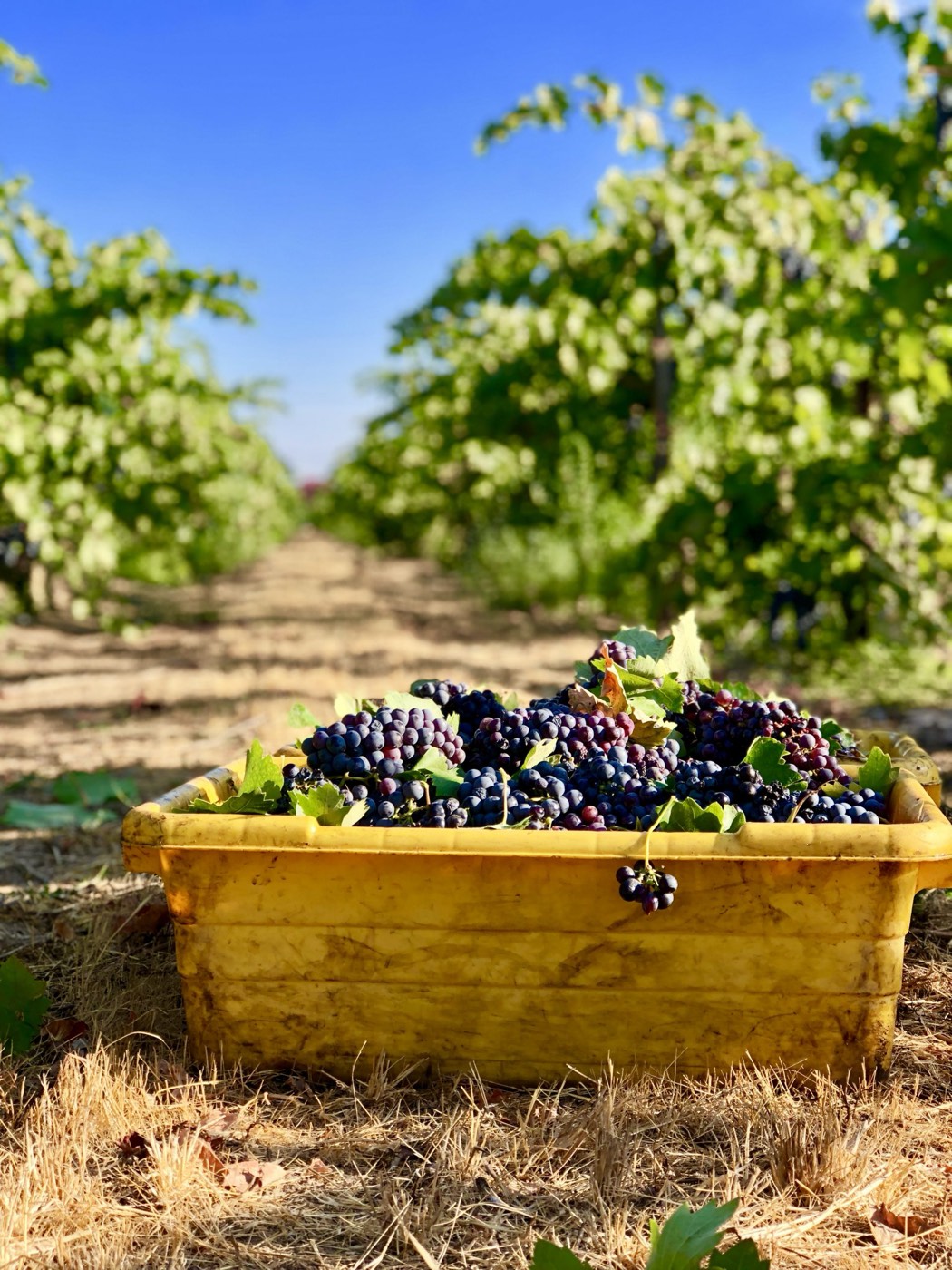 A yellow lug full of freshly picked grapes between rows of vines